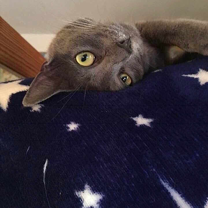 Louna