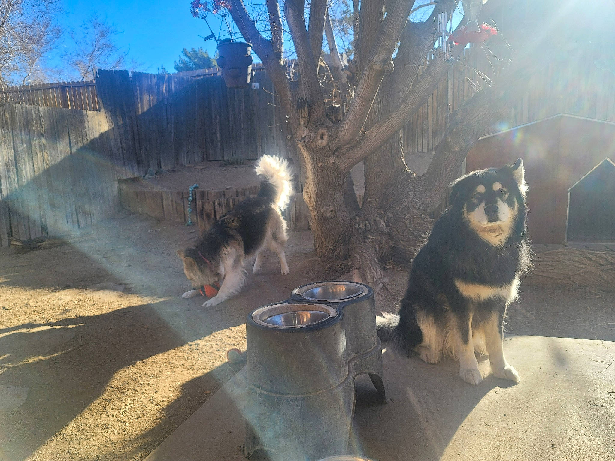 Kingandqueen joined the competition — help win amazing prizes! canidae, carnivore, companion_dog, dog, dog_breed, fence, fur, herding_dog, house, landscape, plant, sky, soil, sporting_group, sunlight, tail, tree, window, winter, working_dog