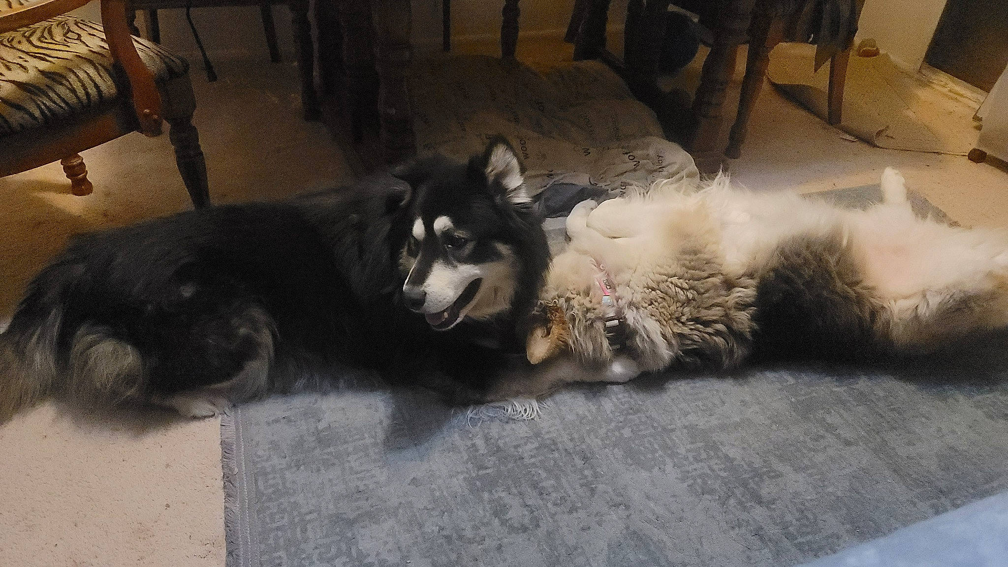 Kingandqueen joined the competition — help win amazing prizes! canidae, canis, carnivore, chair, companion_dog, dog, dog_breed, fawn, felidae, flooring, fur, grey, herding_dog, paw, siberian_husky, sled_dog, snout, sporting_group, tail, working_animal