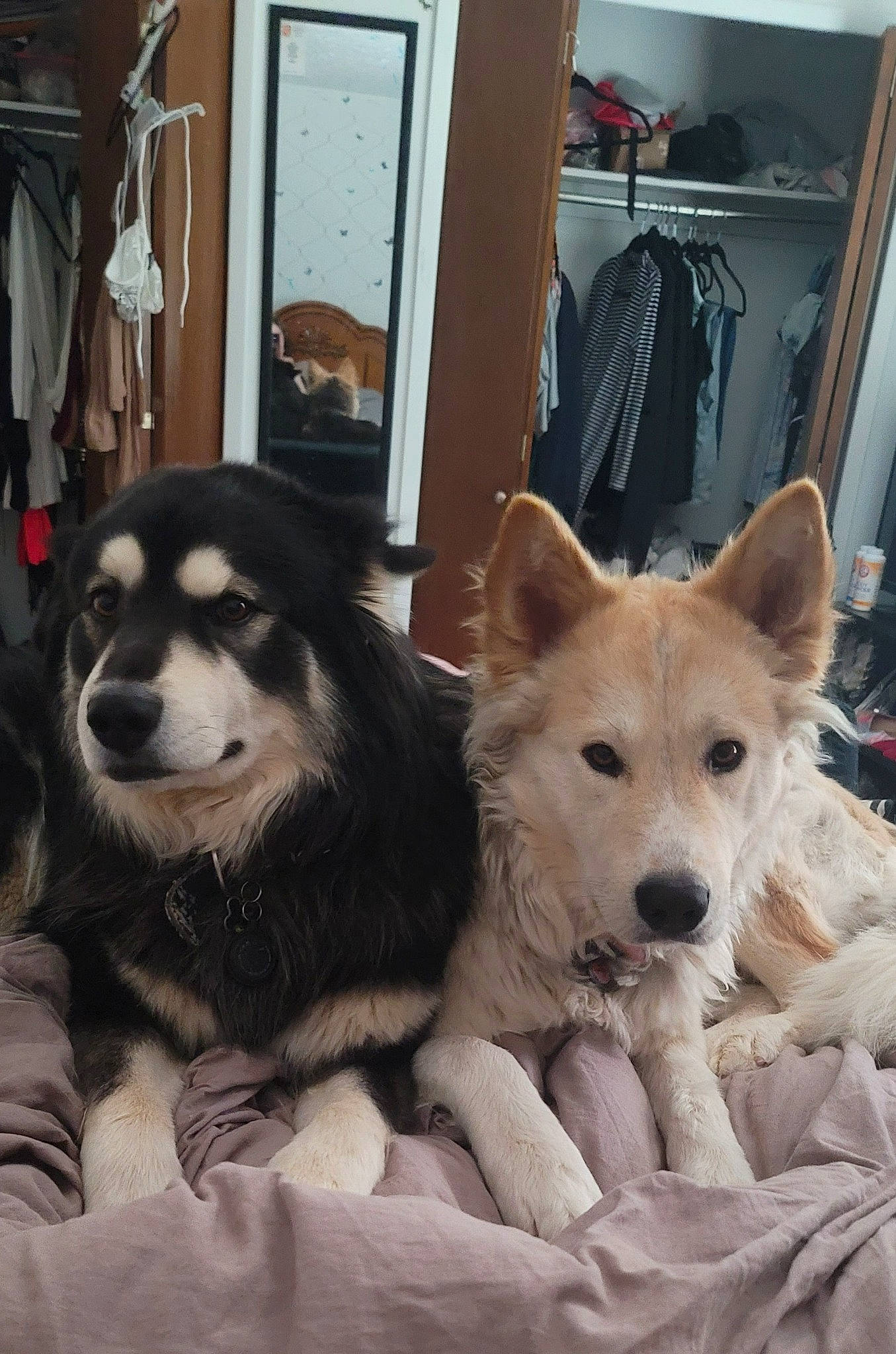 Kingandqueen joined the competition — help win amazing prizes! ancient_dog_breeds, canidae, canis, carnivore, companion_dog, dog, dog_breed, dog_supply, door, fur, german_spitz_mittel, herding_dog, pomeranian, sitting, snout, spitz, sporting_group, terrestrial_animal, working_animal, working_dog