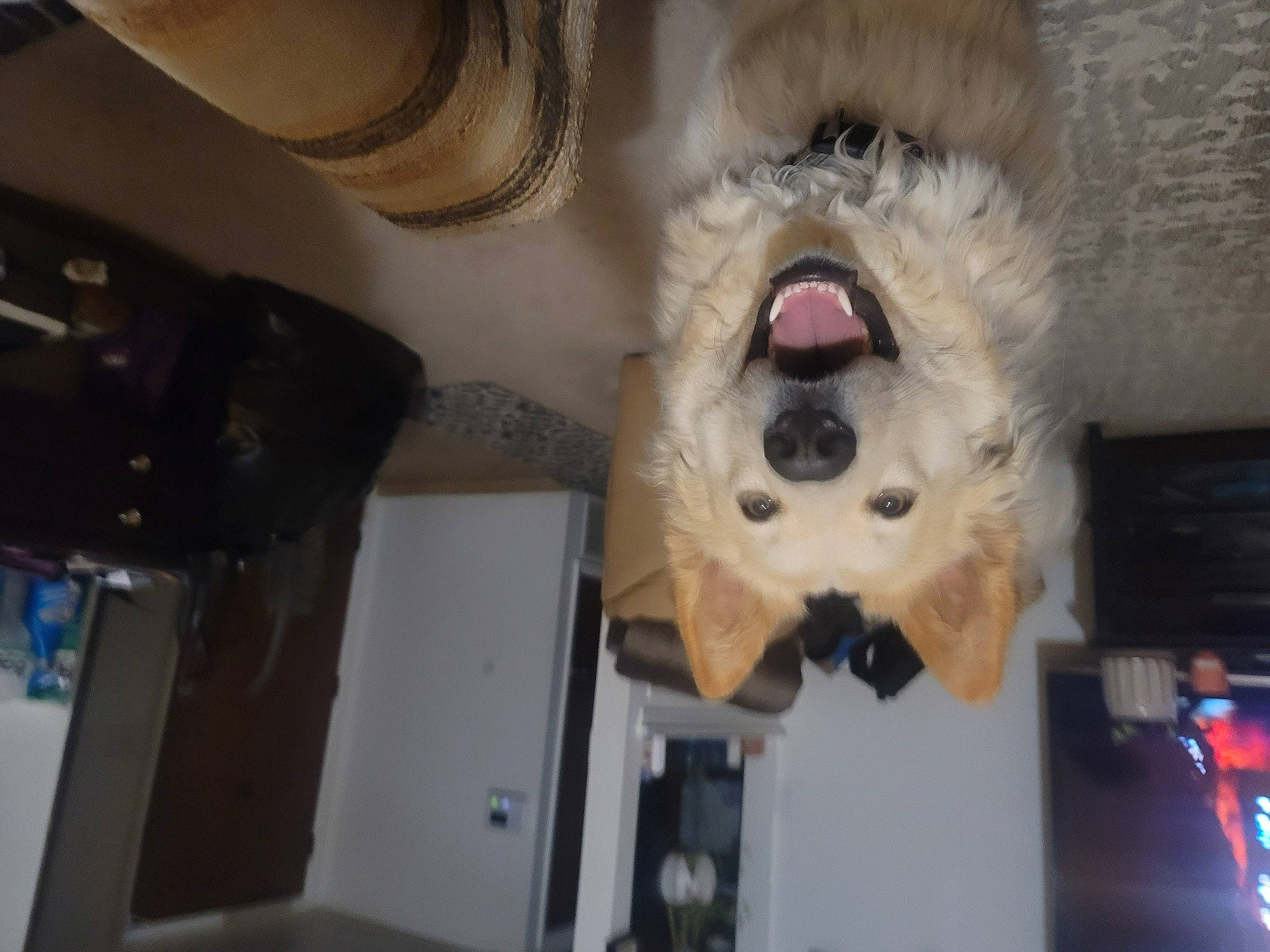 Queen joined the competition — help win amazing prizes! canidae, carnivore, companion_dog, dog, dog_breed, felidae, fur, non_sporting_group, room, small_to_medium_sized_cats, sporting_group, stuffed_toy, teddy_bear, toy, whiskers