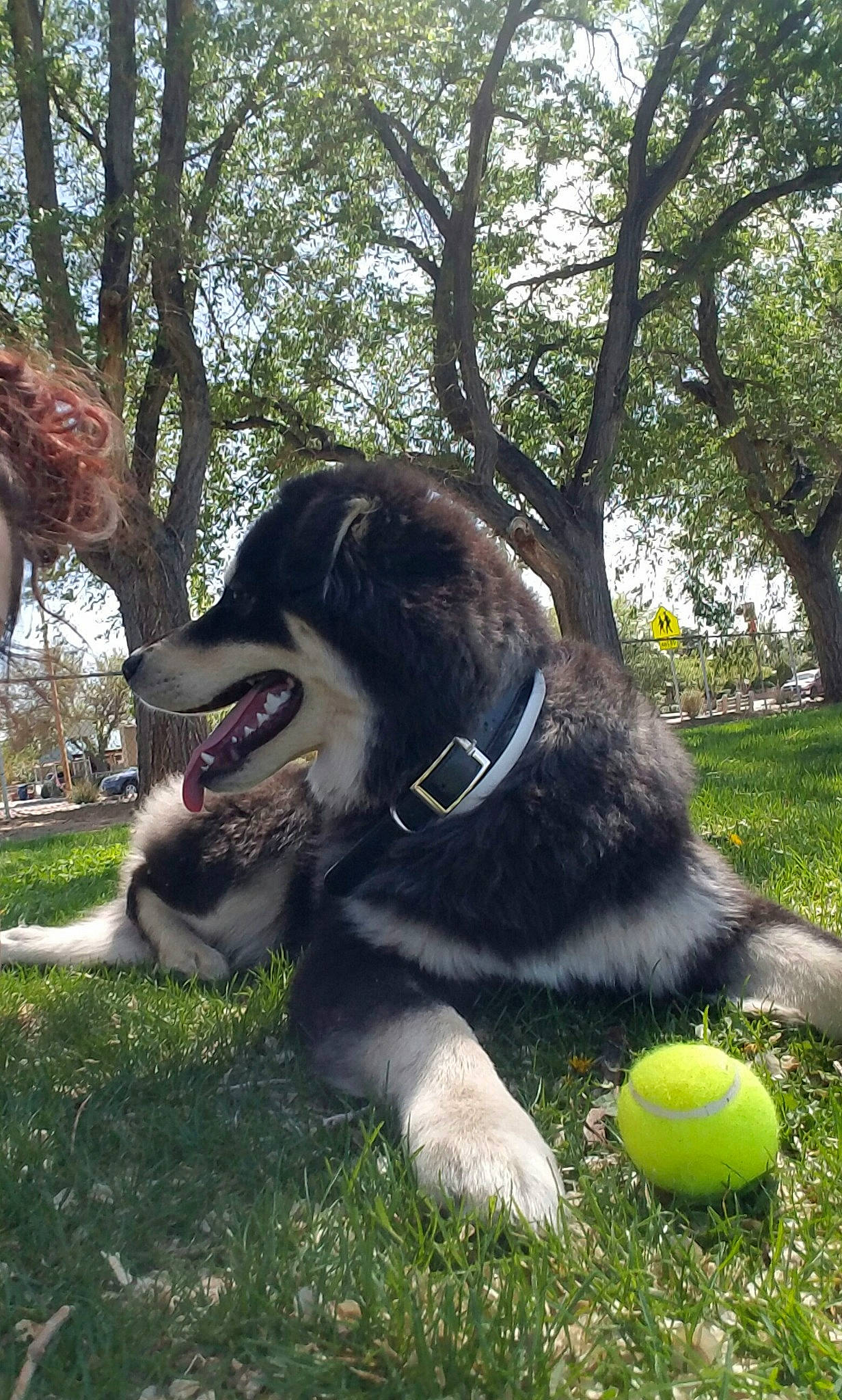King is registered to the contest to win money with this photo: ball, canidae, carnivore, collar, companion_dog, dog, dog_breed, dog_collar, dog_supply, fang, fawn, grass, leash, plant, snout, sporting_group, tennis_ball, toy, tree, working_animal