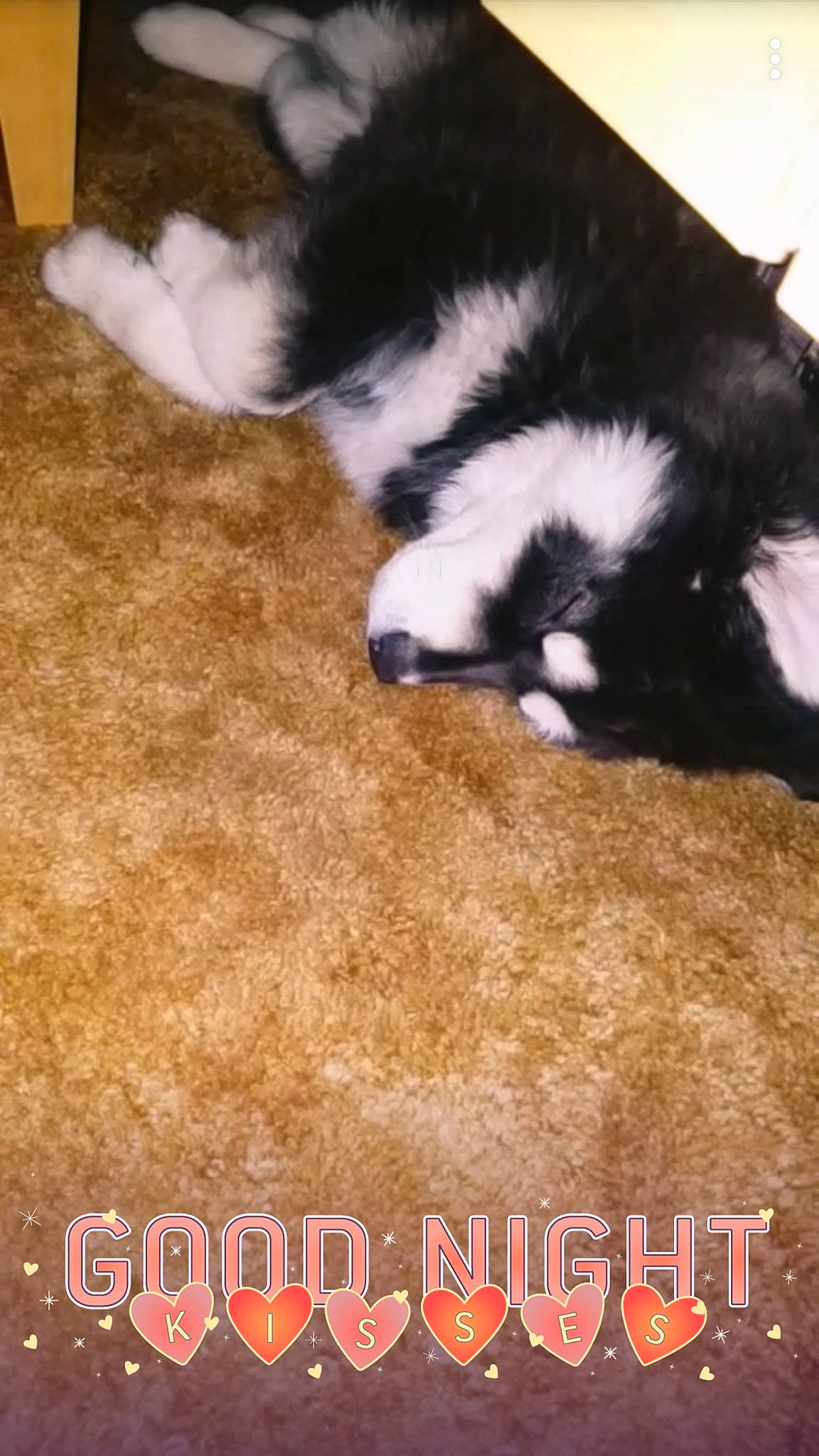 King joined the competition — help win amazing prizes! carnivore, carpet, cat, comfort, companion_dog, dog_breed, domestic_short_haired_cat, felidae, flooring, font, fur, hardwood, paw, photo_caption, small_to_medium_sized_cats, soil, tail, terrestrial_animal, whiskers, wood