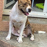 Narco participe au concours pour gagner de l'argent avec cette photo : dog, brindle, white, sitting, tongue_out, outdoor, concrete, doorway, red_tablecloth, child_hand, pet, animal, happy, looking_away, floor, tiles, grass, play_area, house, window