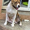 dog, brindle, white, sitting, tongue_out, outdoor, concrete, doorway, red_tablecloth, child_hand, pet, animal, happy, looking_away, floor, tiles, grass, play_area, house, window