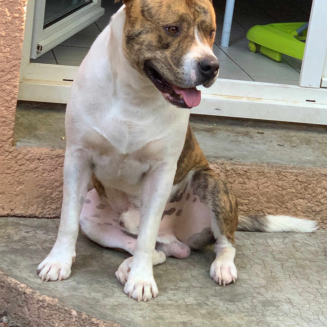 Narco participe au concours pour gagner de l'argent avec cette photo : dog, brindle, white, sitting, tongue_out, outdoor, concrete, doorway, red_tablecloth, child_hand, pet, animal, happy, looking_away, floor, tiles, grass, play_area, house, window