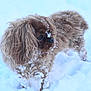 Winnie a rejoint le concours — aidez-le/la à gagner de superbes lots ! dog, snow, winter, outdoor, fluffy, brown, animal, pet, fur, cold, nature, canine, snowflakes, playful, cute, walking, landscape, season, weather, mammal
