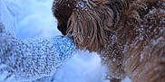 Winnie participe au concours pour gagner de l'argent avec cette photo : dog, snow, winter, glove, mittens, furry, outdoor, cold, animal, pet, brown, closeup, paw, fur, hand, snowflakes, nature, cute, playful, soft_focus