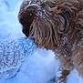 dog, snow, winter, glove, mittens, furry, outdoor, cold, animal, pet, brown, closeup, paw, fur, hand, snowflakes, nature, cute, playful, soft_focus