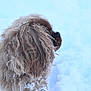 Winnie participe au concours pour gagner de l'argent avec cette photo : dog, snow, winter, fur, fluffy, outdoor, animal, cold, nature, canine, pet, snowflakes, side_view, mammal, frozen, weather, wildlife, cute, portrait, animal_portrait