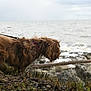 dog, shaggy, brown_fur, collar, leash, grass, rocks, shoreline, water, sea, waves, cloudy_sky, outdoor, nature, pet, animal, side_view, sniffing, coast, landscape