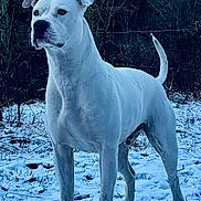Bayo joined the competition — help win amazing prizes! alert, animal, canine, cold, dog, ears, forest, fur, grass, mammal, nature, outdoor, pet, snow, standing, tail, tree, white_dog, wildlife, winter