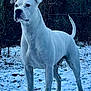 alert, animal, canine, cold, dog, ears, forest, fur, grass, mammal, nature, outdoor, pet, snow, standing, tail, tree, white_dog, wildlife, winter