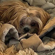 Celine joined the competition — help win amazing prizes! dog, blanket, fur, sleepy, cozy, indoor, pet, resting, topknot, cute, snuggled, brown, beige, soft, carpet, home, relaxed, animal, cute_pet, companion