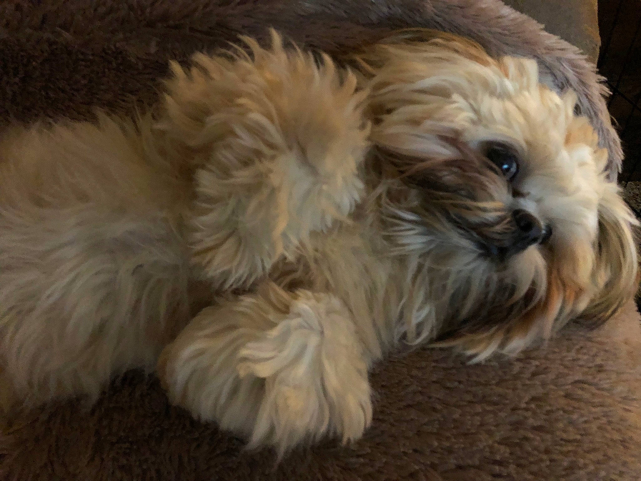 Celine joined the competition — help win amazing prizes! canidae, carnivore, companion_dog, dog, dog_breed, fawn, fur, liver, maltepoo, shih_poo, shih_tzu, small_terrier, snout, sporting_group, terrier, toy_dog, water_dog, whiskers, working_animal, yorkipoo