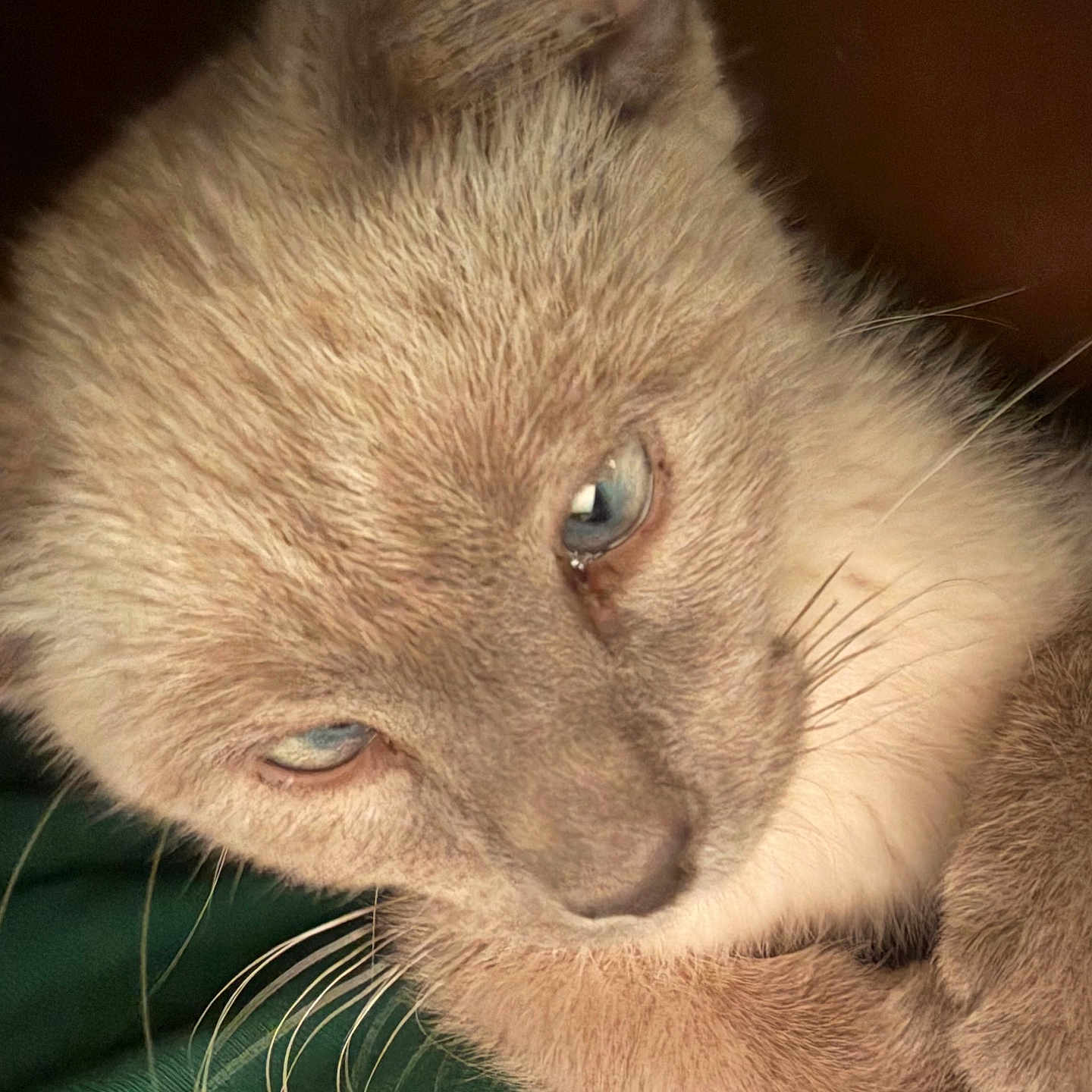 Furball