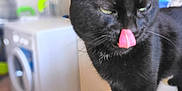 Brice a rejoint le concours — aidez-le/la à gagner de superbes lots ! black_cat, cat, tongue_out, indoor, household, washing_machine, pet, animal, fur, whiskers, table, pattern, domestic, mischievous, close_up, feline, curious, cute, portrait, focus