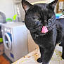 black_cat, cat, tongue_out, indoor, household, washing_machine, pet, animal, fur, whiskers, table, pattern, domestic, mischievous, close_up, feline, curious, cute, portrait, focus