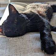 Brice a rejoint le concours — aidez-le/la à gagner de superbes lots ! black_cat, cat, pet, feline, lounging, relaxing, couch, indoor, sunlight, whiskers, fur, close_up, texture, window, home, domestic_animal, sleepy, resting, animal, cozy