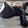 black_cat, cat, pet, feline, lounging, relaxing, couch, indoor, sunlight, whiskers, fur, close_up, texture, window, home, domestic_animal, sleepy, resting, animal, cozy