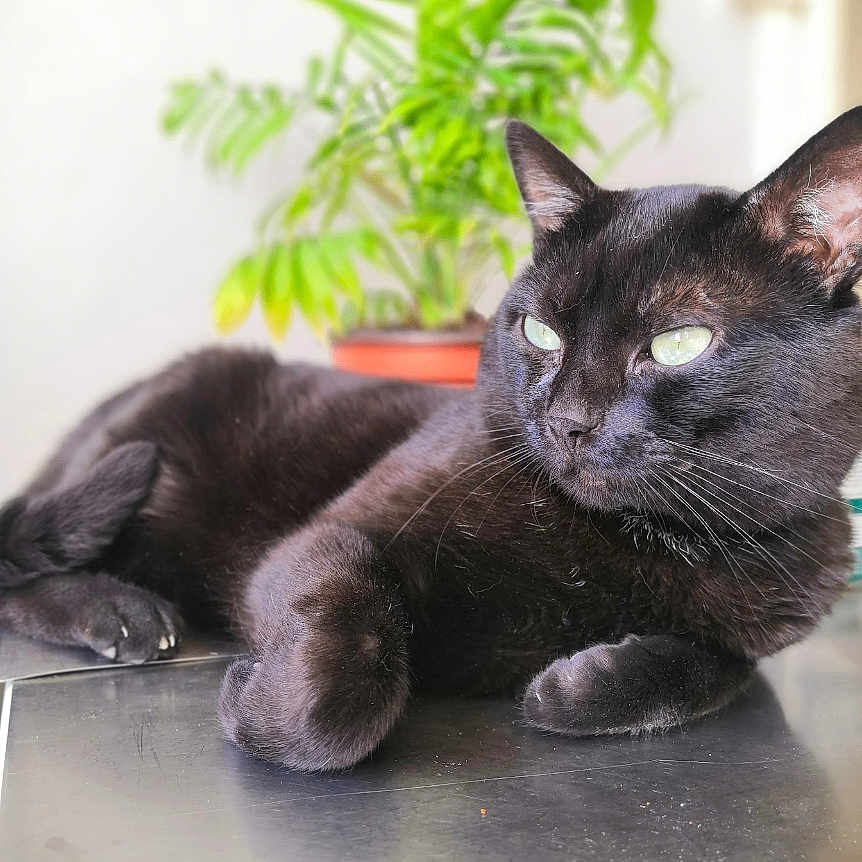 Brice a rejoint le concours — aidez-le/la à gagner de superbes lots ! animal, black_cat, cat, close_up, curious, domestic_animal, eyes, feline, fur, greenery, home, indoor, lying_down, pet, plant, potted_plant, relaxing, resting, shiny_surface, whiskers