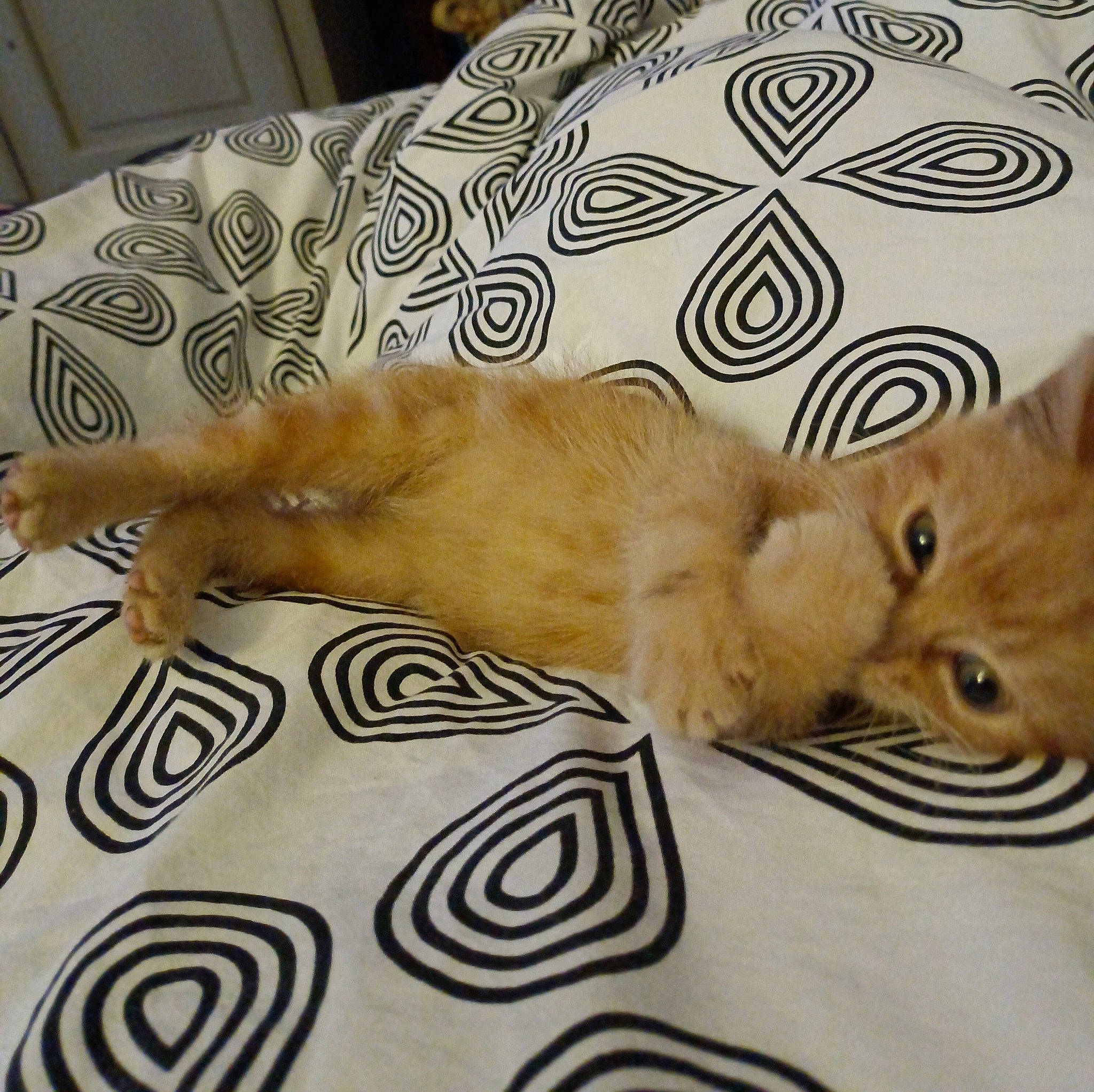 Nino participe au concours pour gagner de l'argent avec cette photo : bed, bedding, carnivore, cat, claw, comfort, couch, domestic_short_haired_cat, fawn, felidae, flooring, fur, linens, paw, room, small_to_medium_sized_cats, snout, tail, whiskers, wood