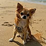 dog, beach, sand, sunlight, pet, fur, ears, tail, outdoor, animal, small_dog, chihuahua, harness, shadow, nature, sea, waves, daytime, closeup, portrait