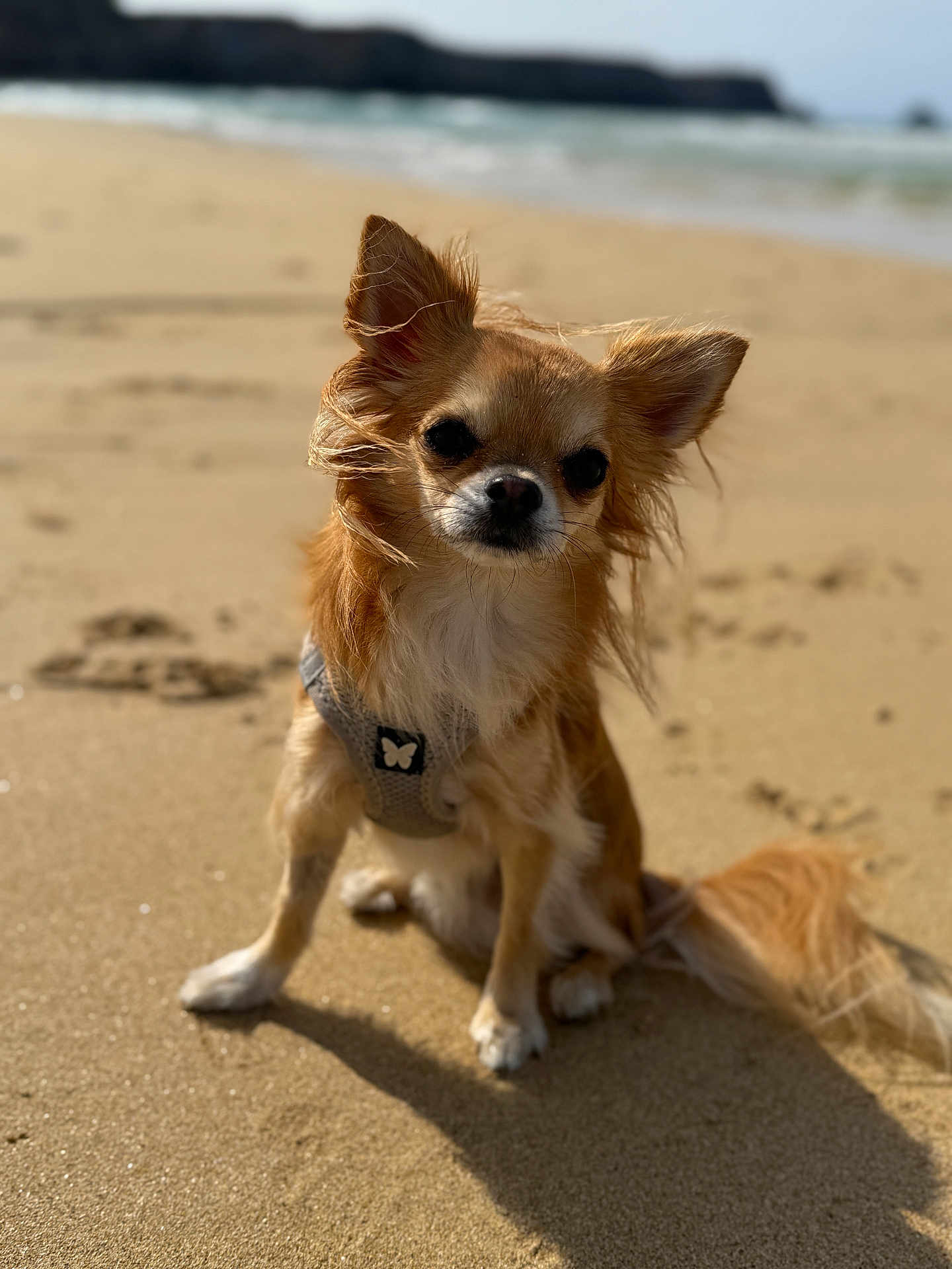 Tchoupy a rejoint le concours — aidez-le/la à gagner de superbes lots ! dog, beach, sand, sunlight, pet, fur, ears, tail, outdoor, animal, small_dog, chihuahua, harness, shadow, nature, sea, waves, daytime, closeup, portrait