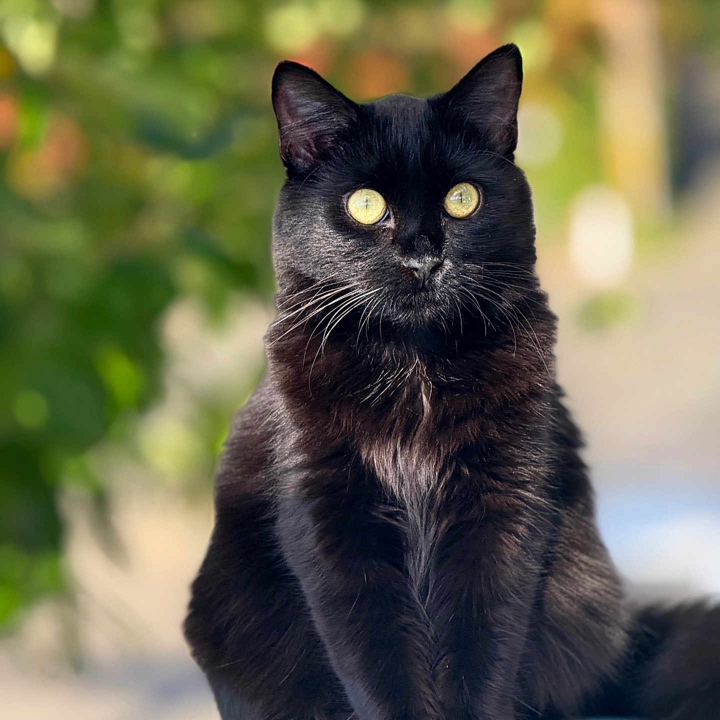 Coco is registered to the contest to win money with this photo: alert, animal, background_blur, black_cat, cat, close_up, cute, daylight, domestic_cat, feline, fur, mammal, nature, outdoor, pet, portrait, sitting, whiskers, wildlife, yellow_eyes