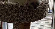 Baby is registered to the contest to win money with this photo: animal, balcony, carpeted, cat, cat_tree, ears, feline, houseplant, indoor, outdoor_view, pet, plant, polka_dots, railing, red_object, relaxed, sunlight, white_cat, window, wooden_deck