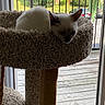 animal, balcony, carpeted, cat, cat_tree, ears, feline, houseplant, indoor, outdoor_view, pet, plant, polka_dots, railing, red_object, relaxed, sunlight, white_cat, window, wooden_deck