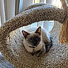 Baby joined the competition — help win amazing prizes! animal, blue_eyes, carpet, cat, collar, cozy, cute, feline, fur, hammock, indoor, pet, relaxed, resting, siamese_cat, sunlight, tag, vertical_blinds, whiskers, window