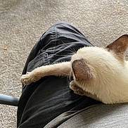 Baby is registered to the contest to win money with this photo: animal, carpet, casual, cat, closeup, clothing, comfort, dark_pants, fur, gray_shirt, home, human, indoor, lap, light_fur, paw, person, pet, relaxing, resting