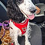 dog, car_seat, red_harness, black_and_white, tongue_out, plush_toy, giraffe_toy, keys, leash, pet, indoor, seat, animal, cute, happy, canine, fur, pet_accessory, vehicle, travel