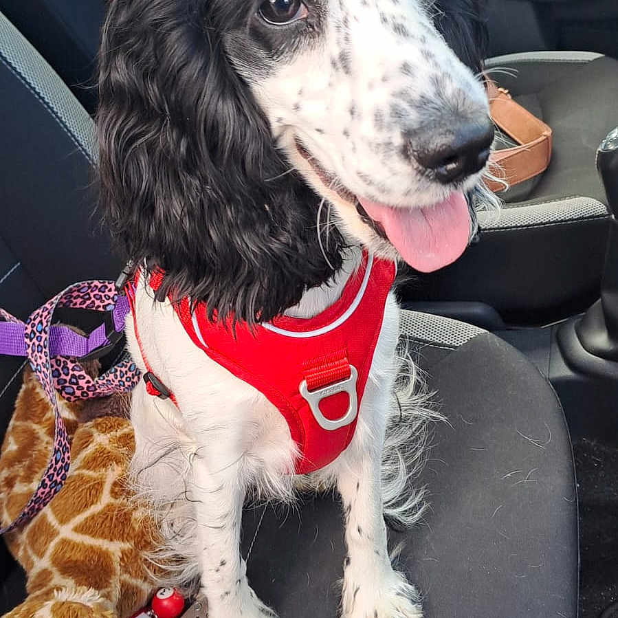 Vanka participe au concours pour gagner de l'argent avec cette photo : animal, black_and_white, canine, car_seat, cute, dog, fur, giraffe_toy, happy, indoor, keys, leash, pet, pet_accessory, plush_toy, red_harness, seat, tongue_out, travel, vehicle