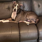 Elroy joined the competition — help win amazing prizes! animal, brown, canine, comfort, companion, couch, dog, domestic, ears, four_legs, fur, home, indoor, leather, looking, lounge, pet, relaxed, resting, tail