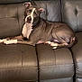 animal, brown, canine, comfort, companion, couch, dog, domestic, ears, four_legs, fur, home, indoor, leather, looking, lounge, pet, relaxed, resting, tail