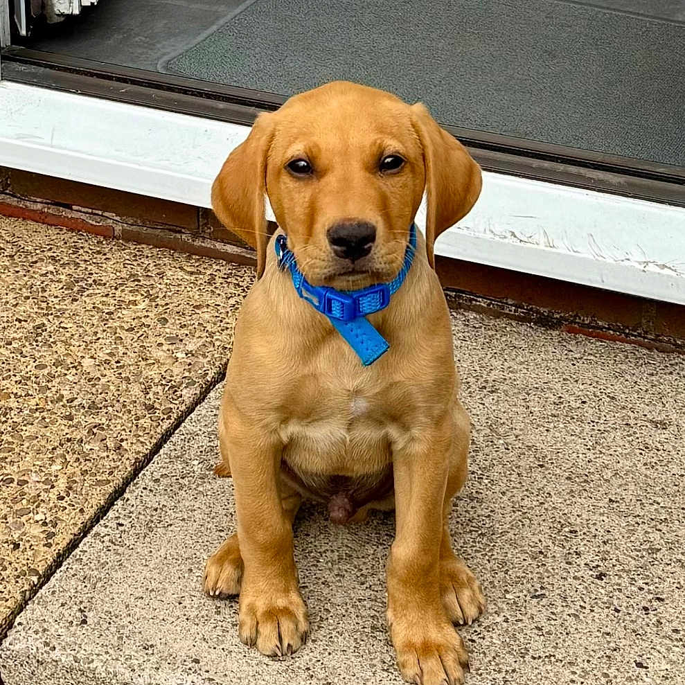 Harlow joined the competition — help win amazing prizes! accessories, animal, architecture, boxer, building, bulldog, canine, collar, dog, door, hound, housing, labradorretriever, leash, mat, outdoors, pet, puppy, shelter, strap