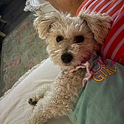 Francie joined the competition — help win amazing prizes! animal, bed, close_up, cozy, curly_fur, cute, dog, fluffy, furniture, home, indoor, laying_down, looking_at_camera, person, pet_clothing, portrait, resting, rug, striped_clothing, white_dog