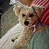 animal, bed, close_up, cozy, curly_fur, cute, dog, fluffy, furniture, home, indoor, laying_down, looking_at_camera, person, pet_clothing, portrait, resting, rug, striped_clothing, white_dog