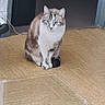 cat, blue_eyes, sitting, indoor, floor, tile_floor, doorway, household, pet, feline, fur, calm, looking, animal, domestic, home, reflection, shadow, quiet, still