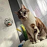 Simon participe au concours pour gagner de l'argent avec cette photo : brown_fur, cat, cozy, curious, curtains, domestic_animal, feline, furniture, geometric_shelf, head_tilt, home_decor, indoor, patterned_wall, pet, potted_plant, relaxed, sitting, soft_light, white_fur, window_light