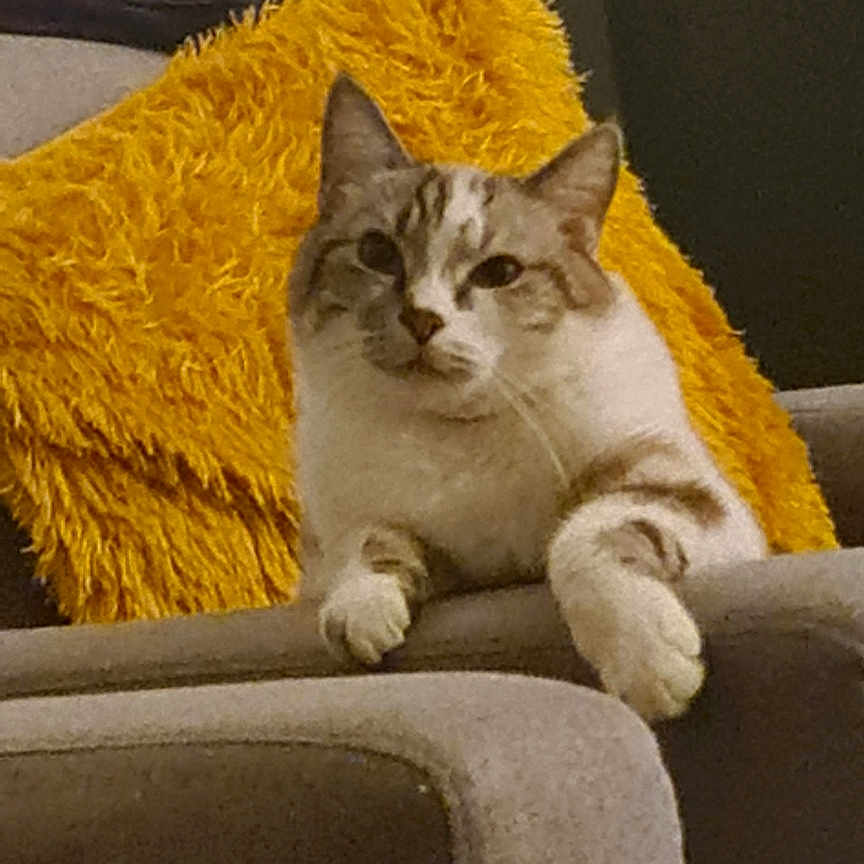 Simon
