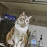 cat, kitchen, counter, cabinet, coffee_machine, cleaning_supplies, domestic_animal, pet, feline, indoor, sitting, curious, brown_and_white, tile_wall, household, appliance, container, still_life, corner, quiet