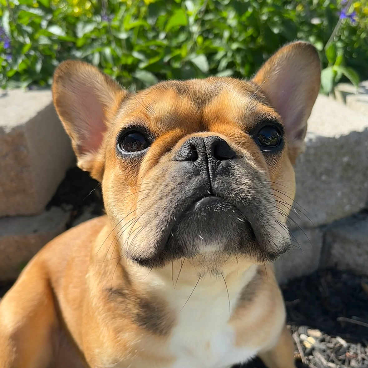 Bonnie joined the competition — help win amazing prizes! animal, black_nose, brown_fur, close_up, curious, dog, ears, french_bulldog, garden, greenery, nature, outdoor, pet, plants, puppy, sitting, snout, stone, sunlight, whiskers