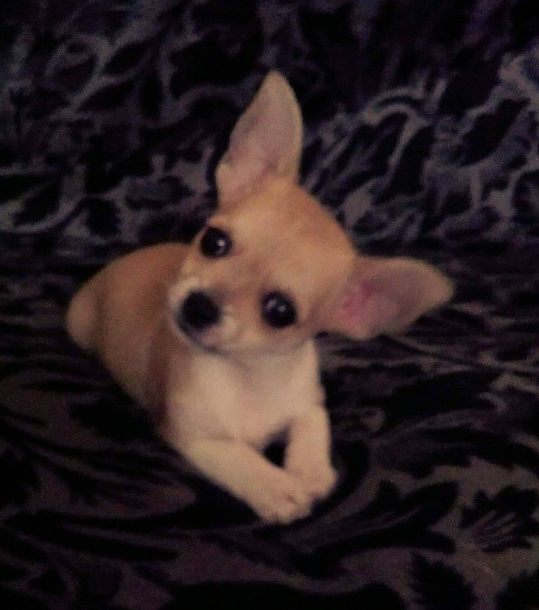 Olea a rejoint le concours — aidez-le/la à gagner de superbes lots ! carnivore, comfort, companion_dog, corgi_chihuahua, darkness, dog, dog_breed, ear, fawn, fur, non_sporting_group, organ, paw, puppy, snout, sporting_group, terrestrial_animal, toy_dog, whiskers, working_animal