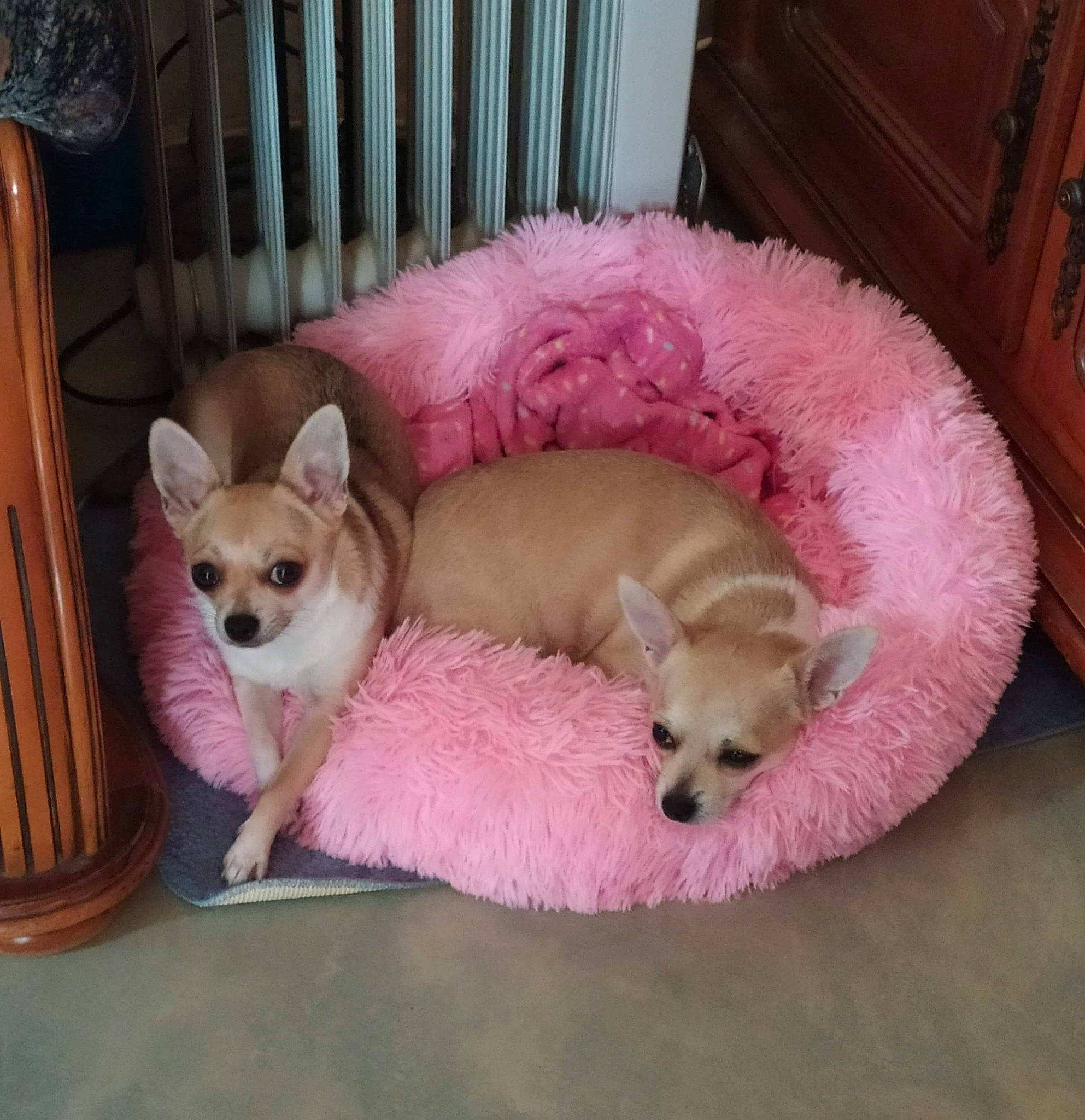 Olea a rejoint le concours — aidez-le/la à gagner de superbes lots ! canidae, carnivore, chihuahua, comfort, companion_dog, corgi_chihuahua, couch, dog, dog_bed, dog_breed, dog_supply, fawn, fur, mammal, pet_supply, pink, sporting_group, toy_dog, vertebrate, working_animal