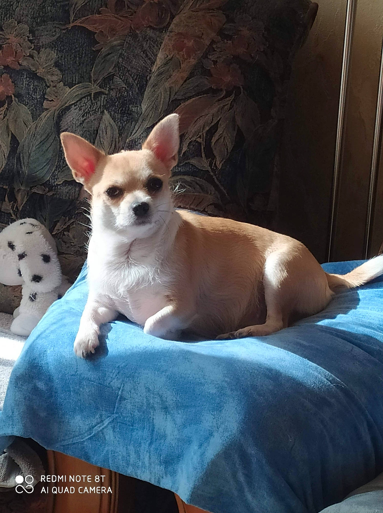 Olea participe au concours pour gagner de l'argent avec cette photo : canidae, carnivore, chihuahua, comfort, companion_dog, corgi_chihuahua, dog, dog_breed, eye, fawn, felidae, paw, small_terrier, snout, sporting_group, tail, terrestrial_animal, terrier, toy_dog, whiskers