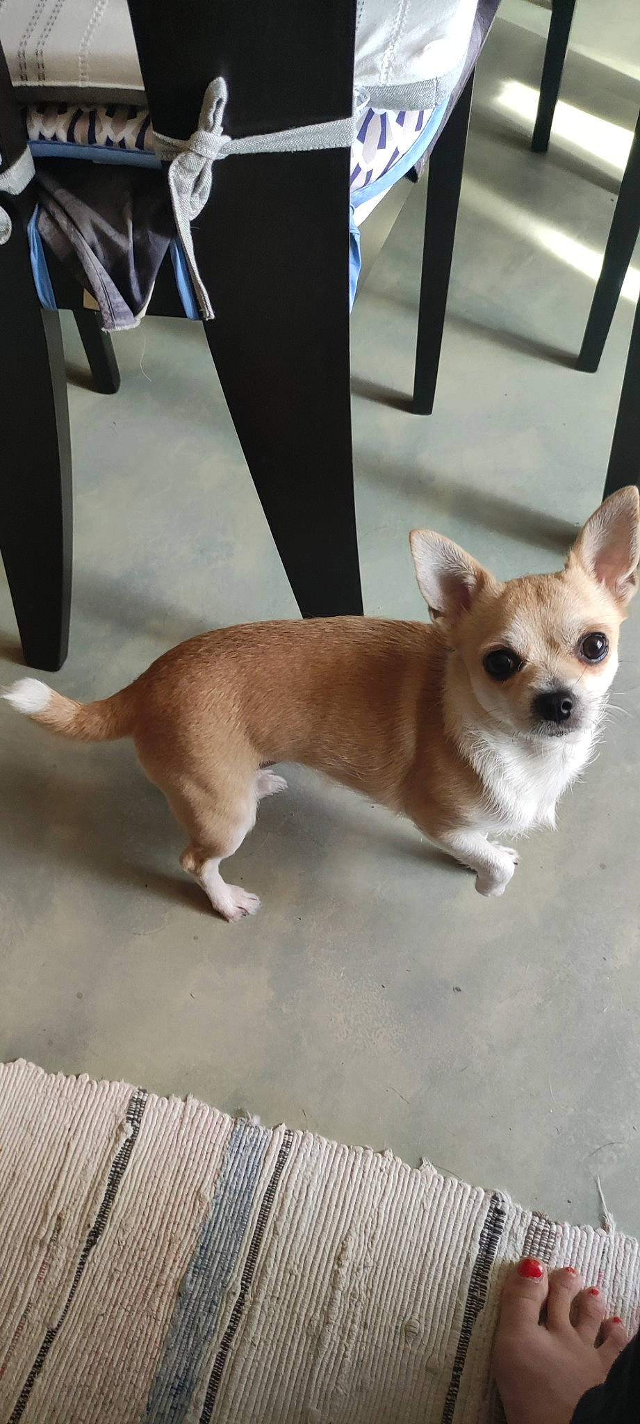 Olea participe au concours pour gagner de l'argent avec cette photo : canidae, carnivore, chihuahua, collar, companion_dog, corgi_chihuahua, dog, dog_breed, dog_collar, dog_supply, fawn, fur, paw, russkiy_toy, sporting_group, tail, terrestrial_animal, terrier, toy_dog, working_animal