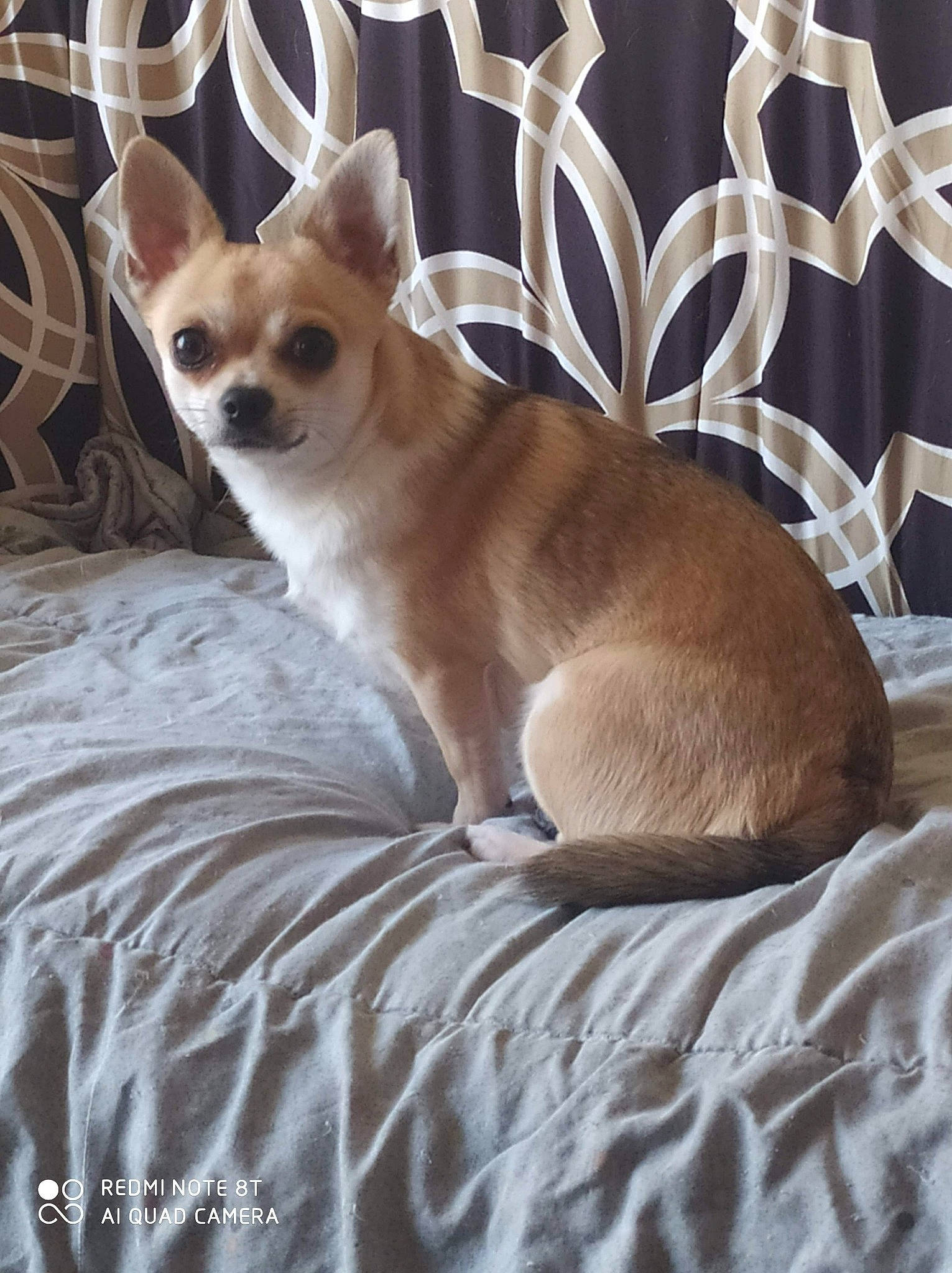 Phoeby a rejoint le concours — aidez-le/la à gagner de superbes lots ! brown, canidae, carnivore, chihuahua, comfort, companion_dog, corgi_chihuahua, dog, dog_breed, dog_supply, fawn, felidae, fur, snout, sporting_group, tail, terrestrial_animal, toy_dog, whiskers, working_animal